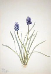 Giacinto a grappolo Muscari racemosum, 1920