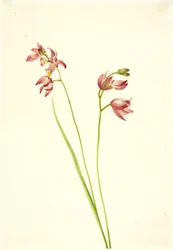 Orchidea Limodorum tuberosum, s.d.
