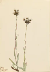 Zampette di gatto grigie (Antennaria howellii)