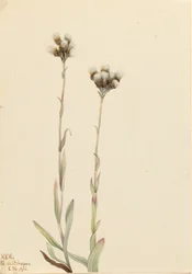 Antennaria howellii dai fiori grigi a zampetta di gatto, 1921.