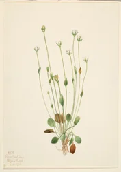 Senecio canus (erba grigia)