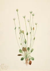 Senecio canus grigio, 1920