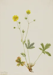 Potentilla glaucophylla