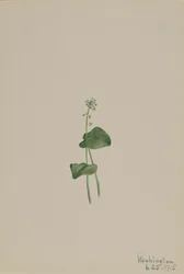Malaxis unifolia