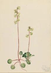 Pirola verde (Pyrola chlorantha)