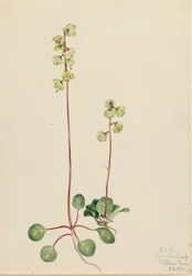 Pyrola verde