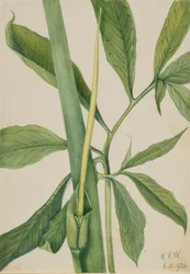 Drago verde (Arisaema dracontium)
