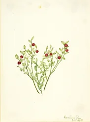 Mirtillo nero (Vaccinium scoparium)