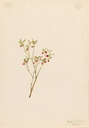 Mirtillo nero (Vaccinum scoparium)
