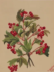 Uva di gallo cedrone (Viburnum americanum)