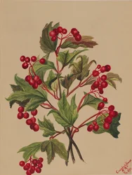Viburno americano, 1880