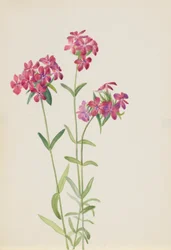 Phlox peloso (Phlox amoena)