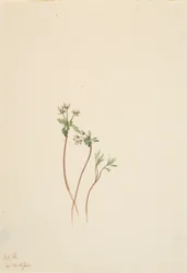 Precursore della Primavera Erigenia bulbosa