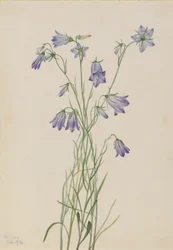Campanula rotundifolia (Harebell)
