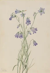 Campanula rotundifolia