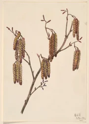 Ontano nocciola (Alnus regosa)