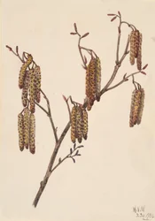 Ontano nocciolo, 1920