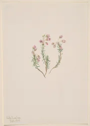 Erica (Phyllodoce intermedia)