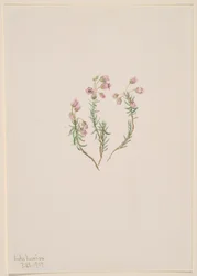 Erica Phyllodoce intermedia, 1907