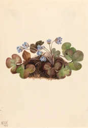 Epatica Hepatica americana