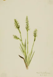 Tasselli da donna con cappuccio (Ibidium strictum)