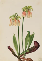 Ibrido di piante grasse (Sarracenia minor x psittacina)