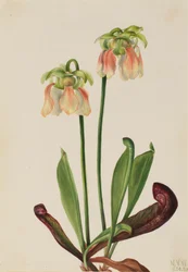 Pianta carnivora ibrida Sarracenia minor x psittacina, 1930