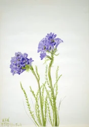 Scala di Giacobbe (Polemonium viscosum)