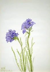 Scala di Giacobbe Polemonium viscosum