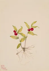 Kruhsea Kruhsea streptopoides, 1922