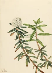 Tè del Labrador (Ledum groenlandicum)
