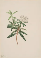 Tè del Labrador (Ledum groenlandicum)