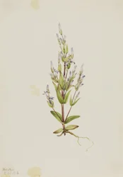Genziana a scala (Gentiana acuta)