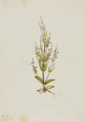Genziana acuta, 1916