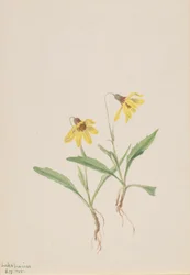 Lago Louise Arnica, 1905