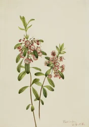 Agnello (Kalmia angustifolia)