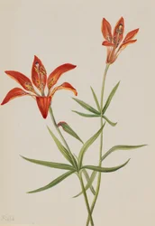 Giglio Lilium montanum