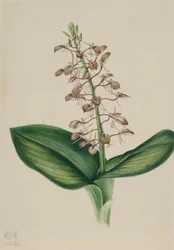 Giglio di mare (Liparis liliifolia)