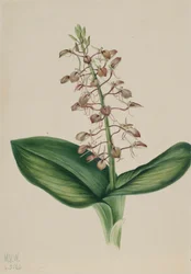 Twayblade di giglio Liparis liliifolia, 1920