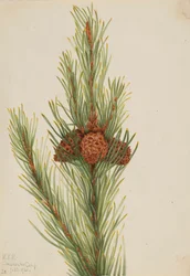 Pino Lodgepole Pinus Contorta murrayana