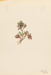 Mirtillo nero (Vaccinium caespitosum)