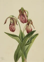 Fiore di mocassino (Cypripedium acaule)