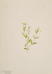 Moehringia laberiflora