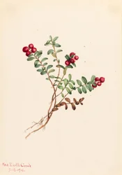 Mirtillo rosso di montagna (Vaccinium vitisdaea minus)