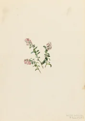 Mirtillo rosso di montagna (Vaccinium vitisidaea minus)