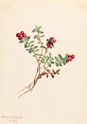 Mirtillo Rosso di Montagna