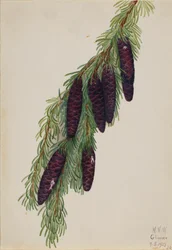 Tsuga mertensiana