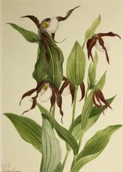 Scarpetta della montagna Cypripedium montanum