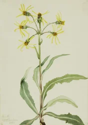 Senecio lugens in lutto