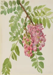 Robinia neomexicana, 1938